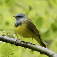 Mourning Warbler